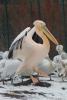 pelikan rozowy2.jpg