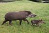 tapir3.jpg