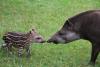 tapir6.jpg