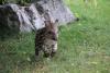 tapir9.jpg