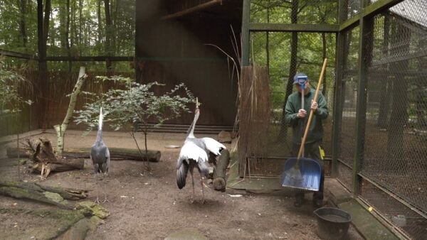 🐦 Wystarczy, że ktoś trzaśnie drzwiami woliery, i zaczyna się koncert. Nasze żurawie białoszyje reagują…