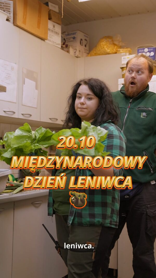 🦥 Dziś Międzynarodowy Dzień Leniwca, a w Zoo Poznań świętują leniuchowce! W naszym Ogrodzie mieszka…