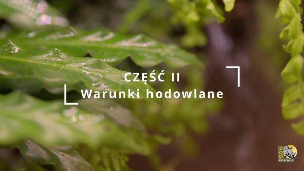🐸 Laboratorium Drzewołazów - jak stworzyć egzotyczny ekosystem w sercu Poznania? 🌿 Niedawno pokazaliśmy Wam…