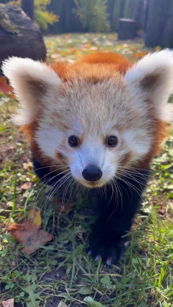 🌿🐾 Na miłe zakończenie tygodnia harce pandek rudych! Zobaczcie dumną mamę, Indirę wraz z jej…
