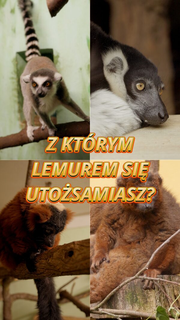 Obchodzimy dzisiaj Światowy Dzień Lemura! Z tej okazji zapraszamy Was do poznania lemurów, zamieszkującymi nasz…