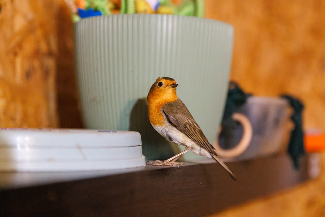 🐦 Jak wiecie, poznańskie Nowe Zoo to 120 hektarów terenu. Poza naszymi podopiecznymi mieszka tu…
