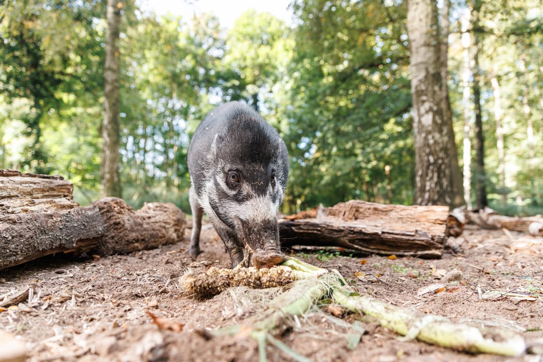 Priscilla i jej danie dnia. 🌽 Najpierw pozbyła się liści, potem zabrała się za ziarna.…