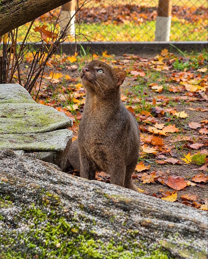 🐾 Poznajcie Arię, samicę jaguarundi, nietypowego drapieżnika zza oceanu! Nazwa gatunku pochodzi z języka guarani,…