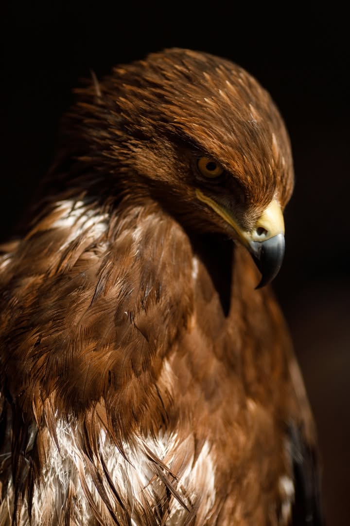 🦅 Orliki krzykliwe mieszkające w Nowym Zoo w Poznaniu trafiły tutaj w wyniku niefortunnych zdarzeń.…